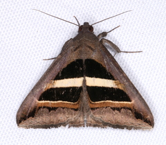 Grammodes occulta