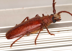 Bifidoprionus rufus