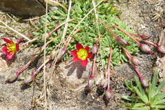 Calandrinia caespitosa