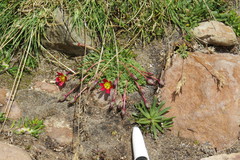 Calandrinia caespitosa