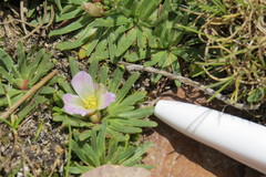 Calandrinia compacta