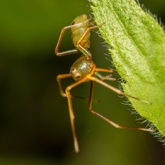 Amyciaea albomaculata