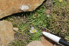 Calandrinia compacta