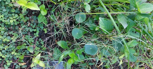 Hydrocotile observed 2025-10-25