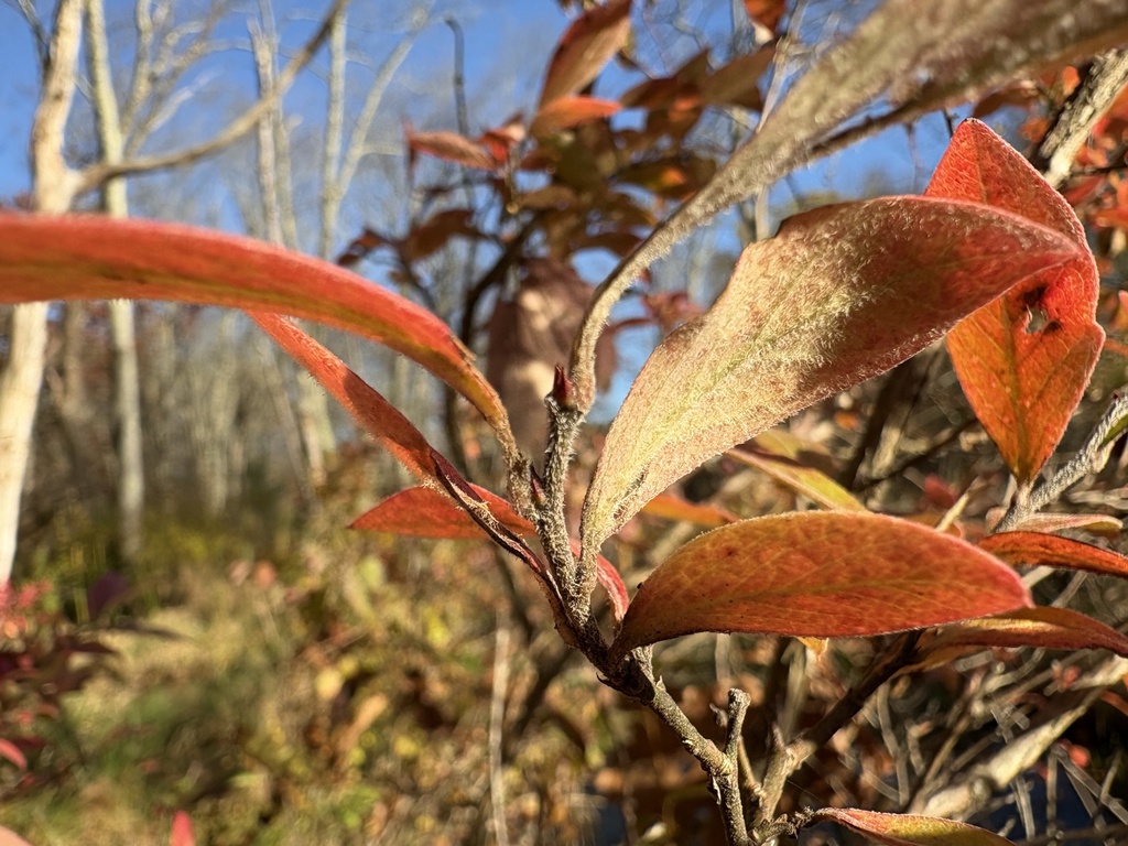 Vaccinium corymbosum