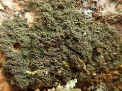 Leptogidium contortum