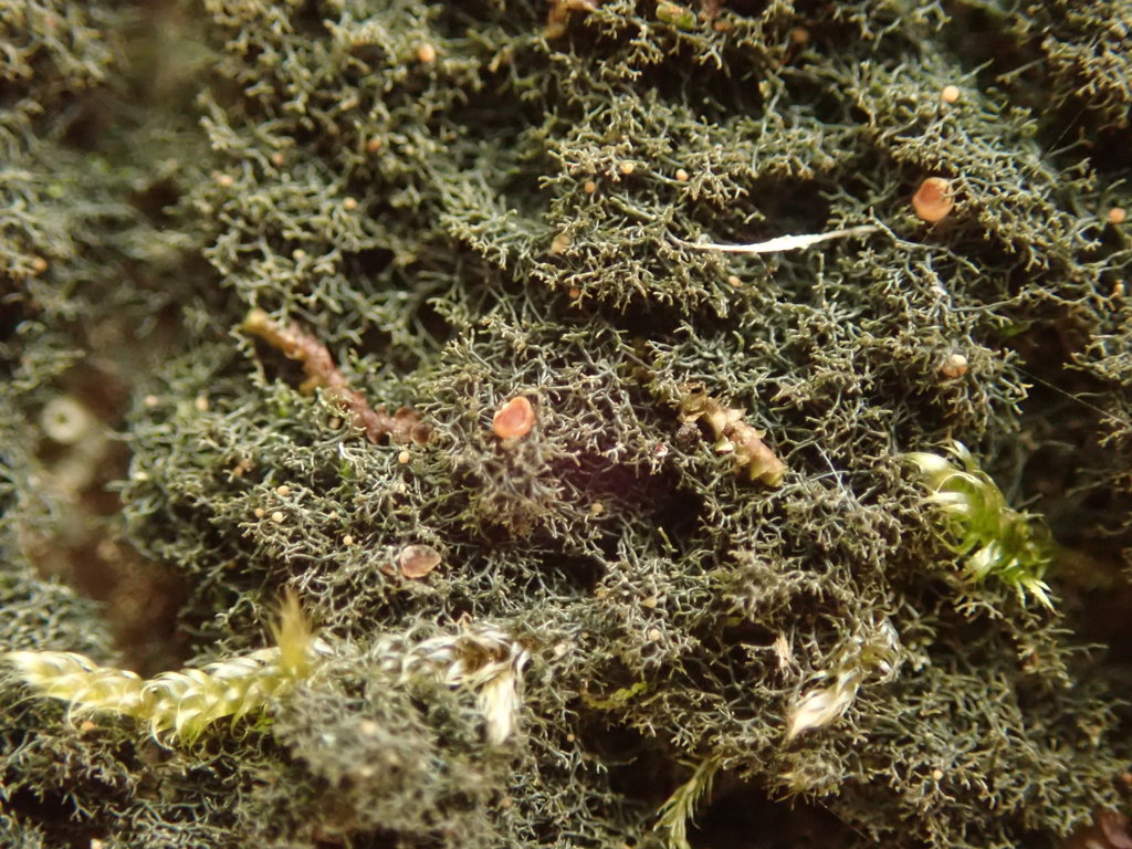 Leptogidium contortum