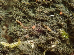 Leptogidium contortum