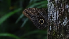 Caligo telamonius
