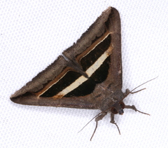 Grammodes occulta