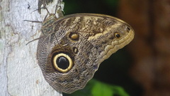 Caligo telamonius