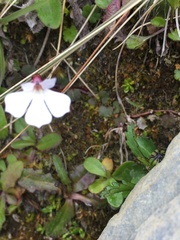 Lobelia linnaeoides