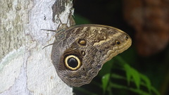 Caligo telamonius