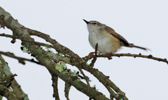 Prinia subflava affinis
