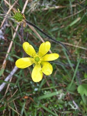 Ranunculus multiscapus