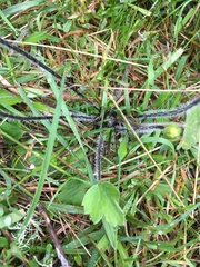 Ranunculus multiscapus