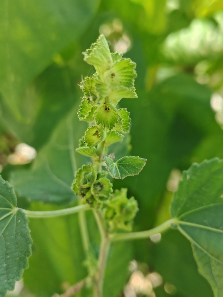 Acalypha comonduana Millsp.