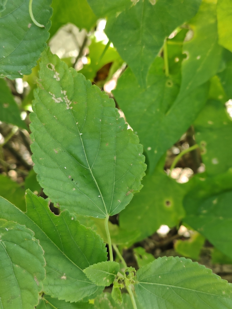 Acalypha comonduana Millsp. 2