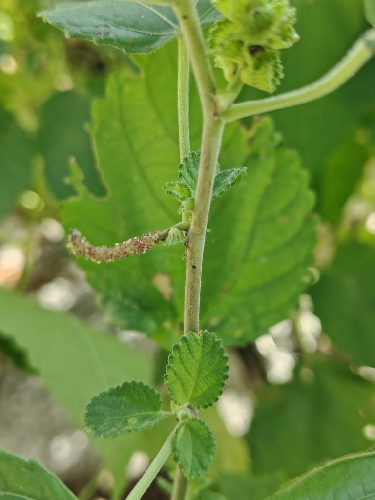 Acalypha comonduana Millsp. 3