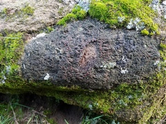 Fuscopannaria leucosticta