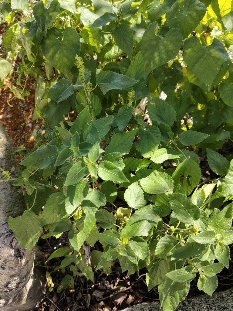 Acalypha comonduana Millsp. 4