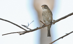 Crithagra gularis gularis