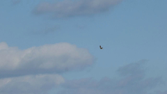 Falco sparverius