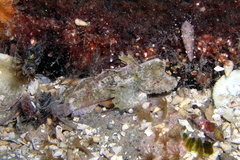 Aploactisoma milesii