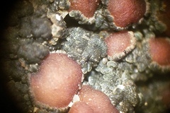 Fuscopannaria leucosticta