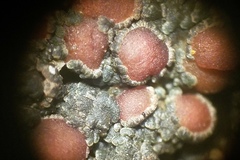 Fuscopannaria leucosticta