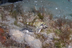 Bovichtus angustifrons