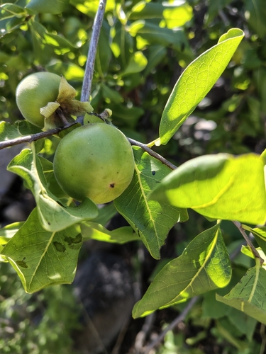 Diospyros californica (Diospyros californica)