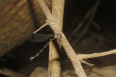 Palaemnema paulicoba