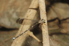 Palaemnema paulicoba