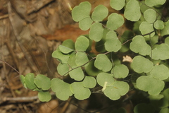Adiantum tricholepis