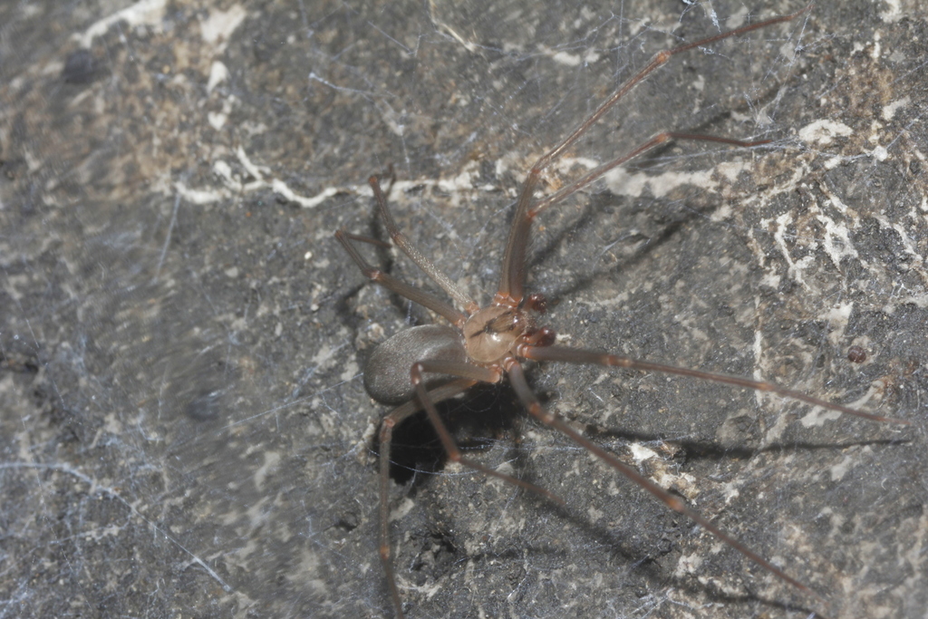 Texas recluse