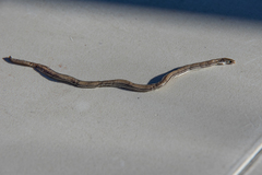 Aprasia striolata