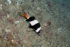 Pseudogoniistius nigripes