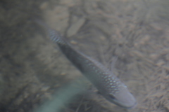 Herichthys carpintis