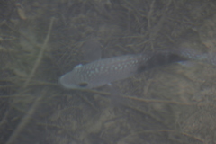 Herichthys carpintis