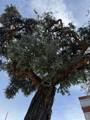 Pomme D'argyle (Eucalyptus cinerea)