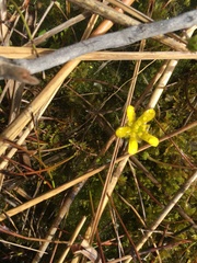 Ranunculus gracilipes