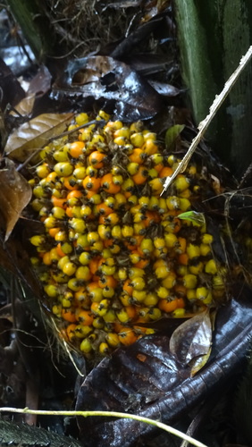 Image of Elaeis oleifera by no rights reserved