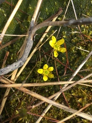 Ranunculus gracilipes