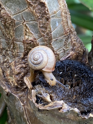 Bradybaena similaris observed 2019-12-25
