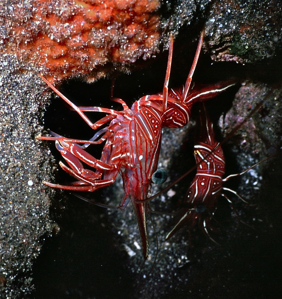 Rhynchocinetes