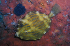 Eubalichthys mosaicus