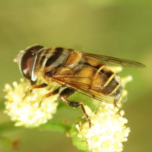 Unknown species found near Rillito, Tucson, AZ, USA
