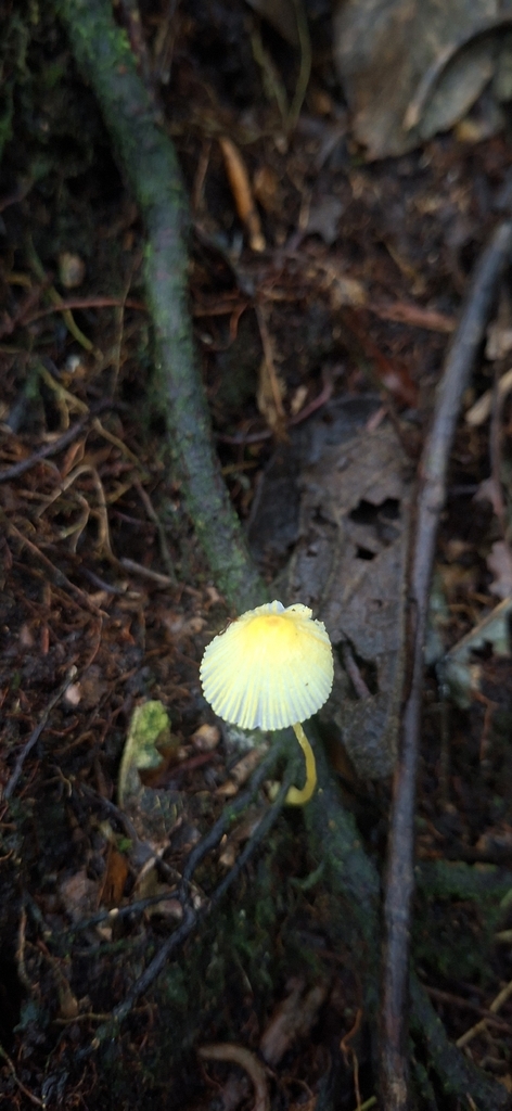 Leucocoprinus fragilissimus · October 2025 · photo: © anpatty (iNaturalist, cc-by-sa)