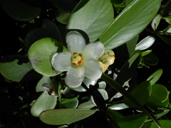 Clusia fluminensis